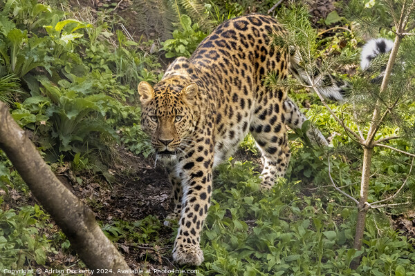 A leopard walking in a forest Picture Board by Adrian Dockerty