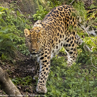 Buy canvas prints of A leopard walking in a forest by Adrian Dockerty