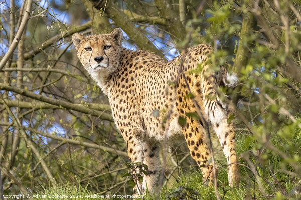 Cheetah Portrait Picture Board by Adrian Dockerty