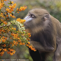 Buy canvas prints of A close up of a mandrill by Adrian Dockerty