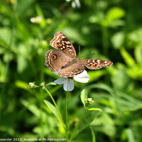 Buy canvas prints of Butterfly on Flower by Philip Alexander