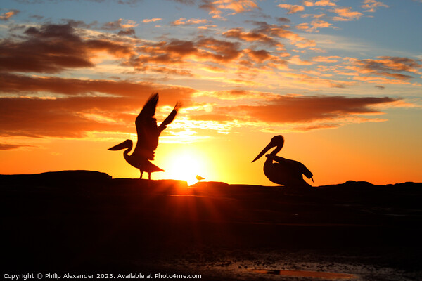Sunrise Pelicans Picture Board by Philip Alexander