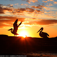 Buy canvas prints of Sunrise Pelicans by Philip Alexander