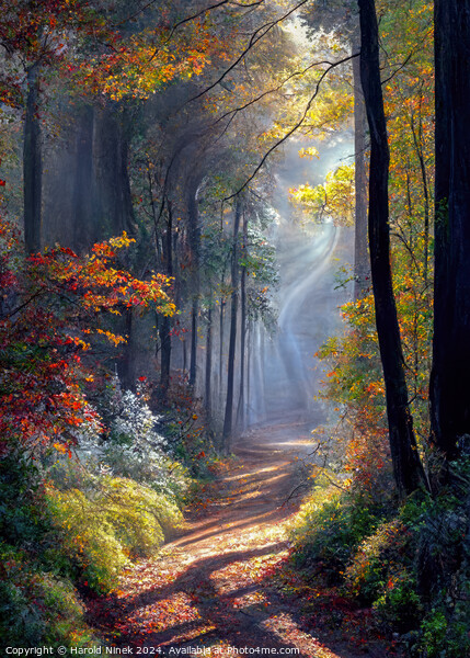 Autumn Woodland I Picture Board by Harold Ninek