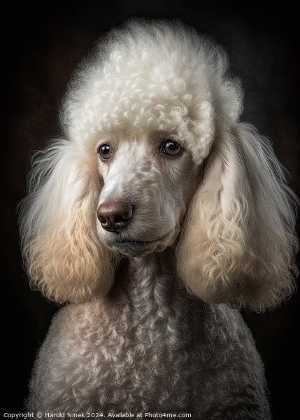 French Poodle Picture Board by Harold Ninek