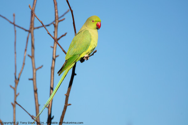 A parakeet sitting on a branch Picture Board by Tony Davis