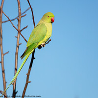 Buy canvas prints of A parakeet sitting on a branch by Tony Davis