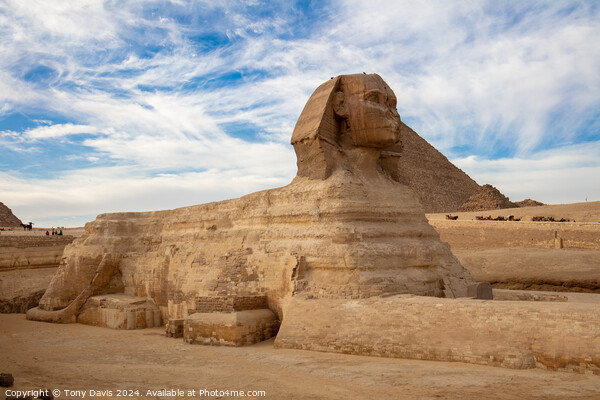 Great Sphinx of Giza Picture Board by Tony Davis