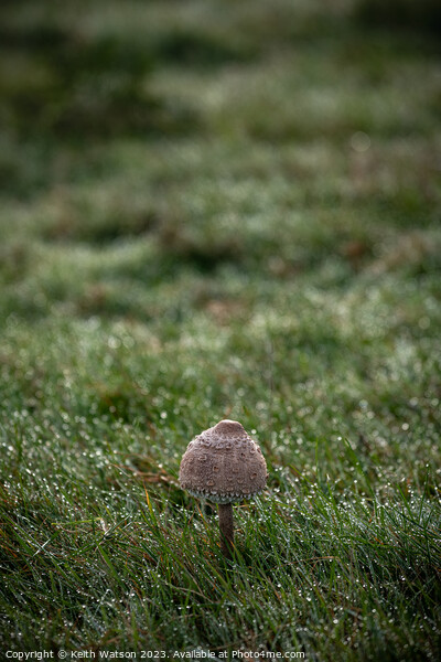 Toadstool with Dew.  Picture Board by Keith Watson
