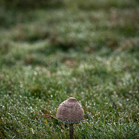 Buy canvas prints of Toadstool with Dew.  by Keith Watson