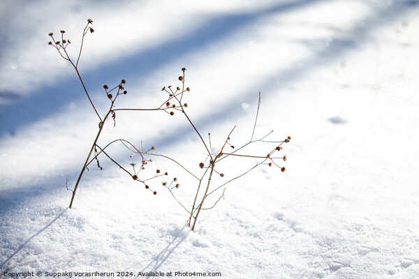 Snow Ikebana Picture Board by Suppakij Vorasriherun