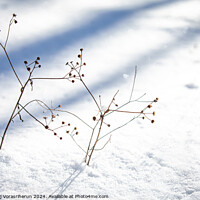 Buy canvas prints of Snow Ikebana by Suppakij Vorasriherun