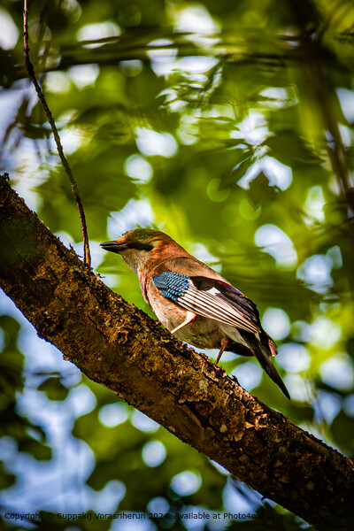 Colorful Woodpecker Perched Picture Board by Suppakij Vorasriherun