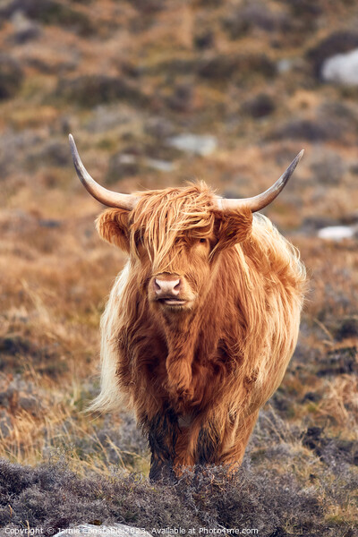 Highland cow Picture Board by Jamie Constable