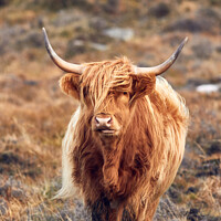 Buy canvas prints of Highland cow by Jamie Constable