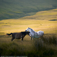 Buy canvas prints of Wild Welsh ponies by Jamie Constable