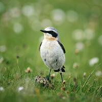 Buy canvas prints of Wheatear by Jamie Constable
