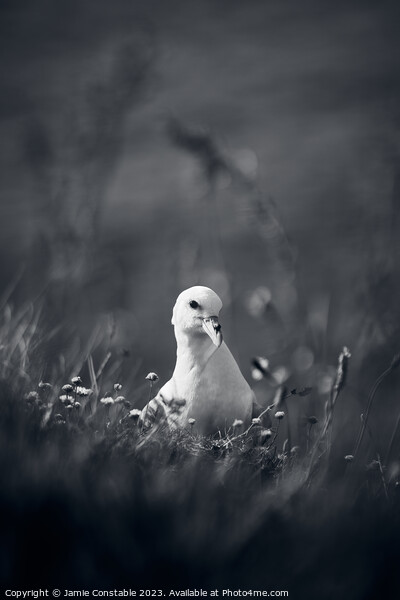 Fulmar Picture Board by Jamie Constable