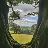 Buy canvas prints of Enchanted Forest Devon by Richard Brookes