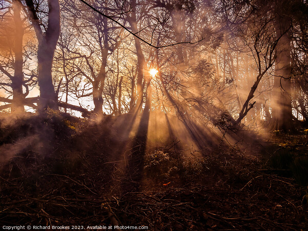 Forest Sunset with Hazy Golden Rays Picture Board by Richard Brookes
