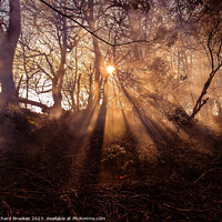 Buy canvas prints of Forest Sunset with Hazy Golden Rays by Richard Brookes