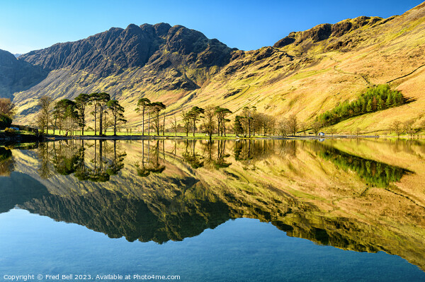 Buttermere Pines Lake District Picture Board by Fred Bell