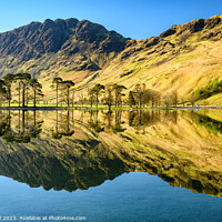 Buy canvas prints of Buttermere Pines Lake District by Fred Bell