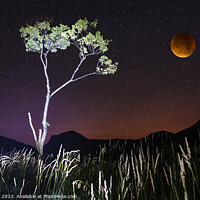 Buy canvas prints of Buttermere tree at night  by Fred Bell