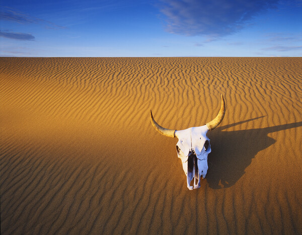 Cow Skull in the Sand Picture Board by Dave Reede