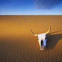 Buy canvas prints of Cow Skull in the Sand by Dave Reede