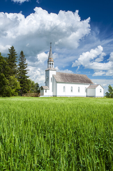 wheat field with historic Chapelle St. Thérèse church Picture Board by Dave Reede