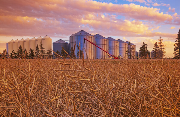 close up of grain storage bins with harvest ready canola field in the foreground Picture Board by Dave Reede