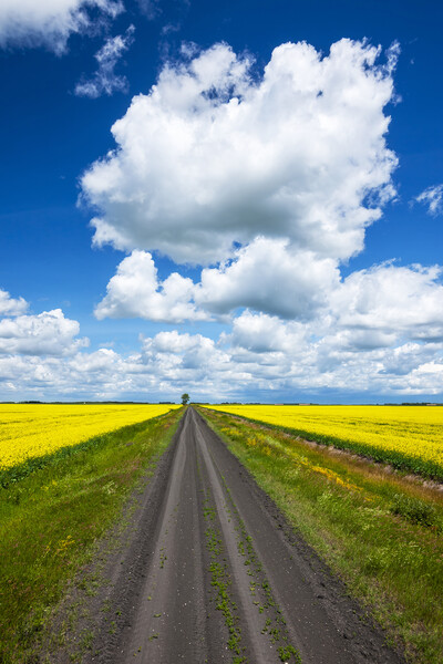 road through farmland with canola on both sides Picture Board by Dave Reede