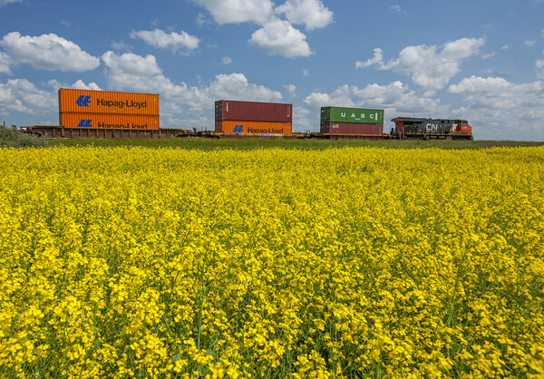 rail cars carrying containers passe a canola field Picture Board by Dave Reede