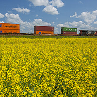 Buy canvas prints of rail cars carrying containers passe a canola field by Dave Reede
