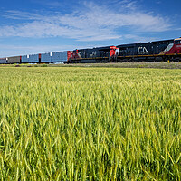 Buy canvas prints of locomotives pulling general freight pass a spring wheat field by Dave Reede