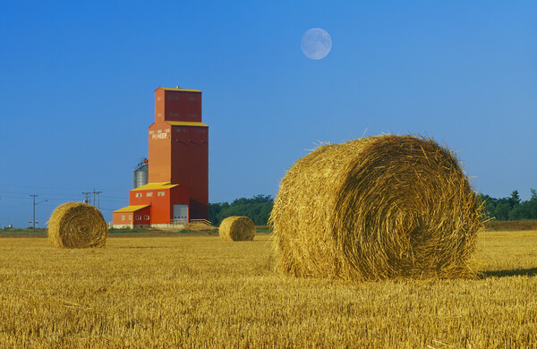 Straw Bales and Old Grain Elevator Picture Board by Dave Reede