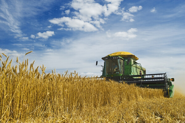 Wheat Harvest Picture Board by Dave Reede