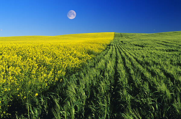 Mustard and Wheat Fields Picture Board by Dave Reede