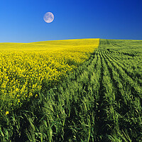 Buy canvas prints of Mustard and Wheat Fields by Dave Reede