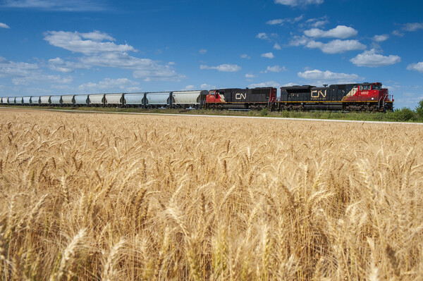 train carrying hopper cars passes a mature spring wheat field Picture Board by Dave Reede