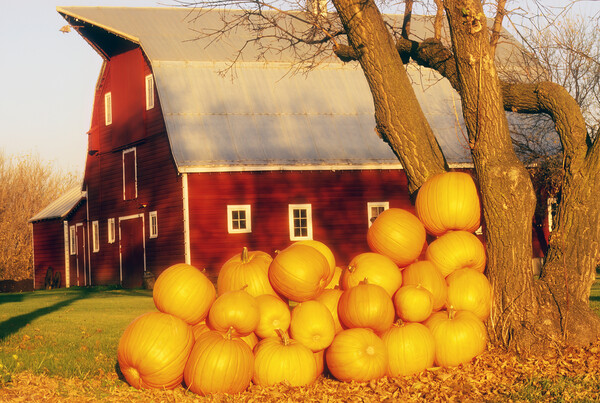 pumpkins next to red barn Picture Board by Dave Reede