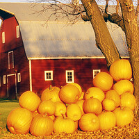 Buy canvas prints of pumpkins next to red barn by Dave Reede