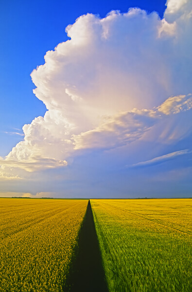 barley and canola patterns with cumulonimbus cloud mass Picture Board by Dave Reede