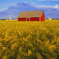 Buy canvas prints of a field of bloom stage canola with shed and grain elevators in the backgroundin the background by Dave Reede