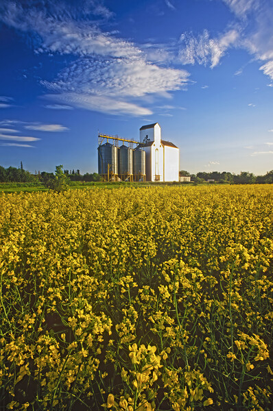 canola field with grain elevator Picture Board by Dave Reede