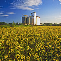 Buy canvas prints of canola field with grain elevator by Dave Reede
