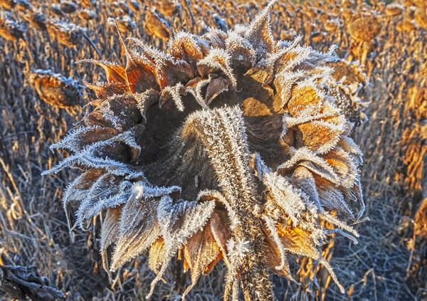 close-up of sunflower head with frost on it Picture Board by Dave Reede