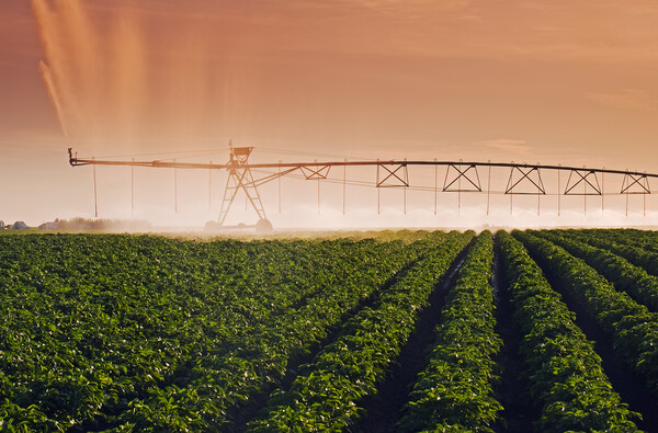 a center pivot irrigation system irrigates potatoes Picture Board by Dave Reede