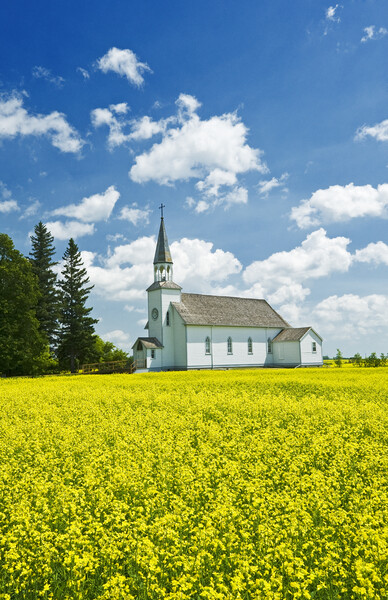 bloom stage canola field with historic Chapelle St. Thérèse church in the background Picture Board by Dave Reede